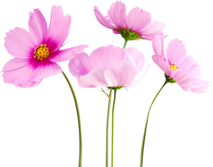 Cosmos Flowers